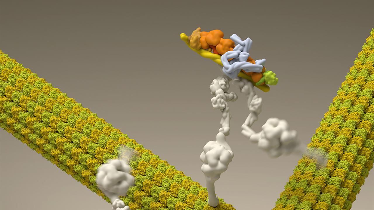 In this illustration, dynein motor proteins (colored white) move along microtubule filaments (colored yellow). Dan W. Nowakowski/N Molecular Systems, Inc. dynein motor protein
